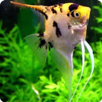 Angelfish - Gold Marble - Large Angelfish - Gold Marble - Large
